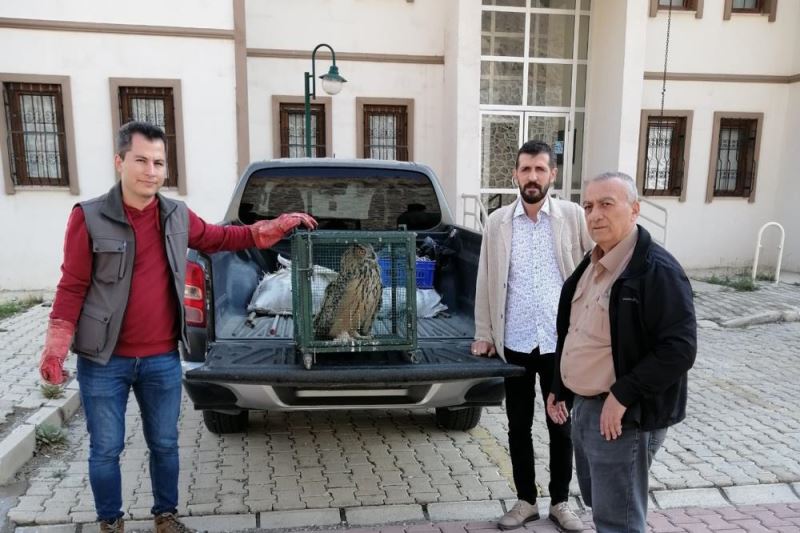 Sahipsiz köpeklerin saldırısında yaralanan puhu tedaviye alındı