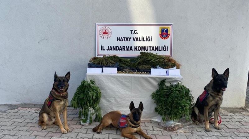 728 kök kenevir ve 7 kilogram esrar ele geçirildi