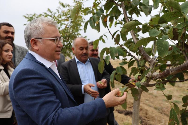 Bir çiftçinin kurduğu 31 bin ceviz ağacı bulunan bahçede ilk hasat yapıldı