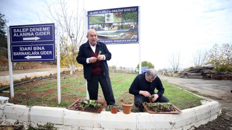 Maraş dondurmasına lezzet veren salep fideleri toprakla buluşturuldu