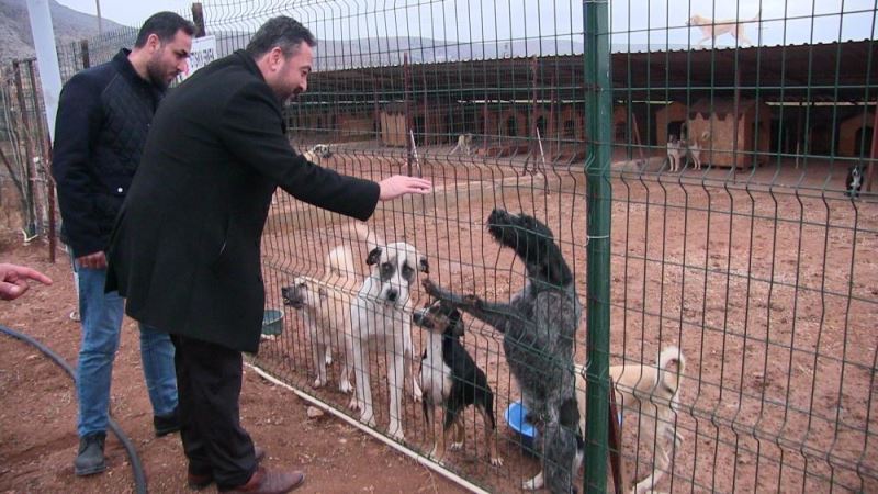 Elbistan Belediye Başkanı Gürbüz, barınakta incelemelerde bulundu