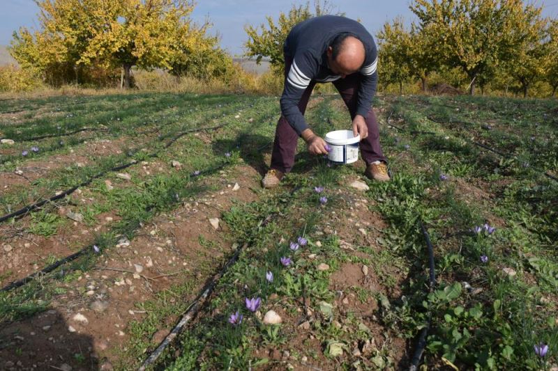 Kayısıya alternatif olarak safran eken çiftçi, verim alınca üretim alanını genişletti