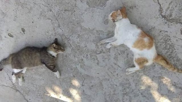 Mersin Mezitli