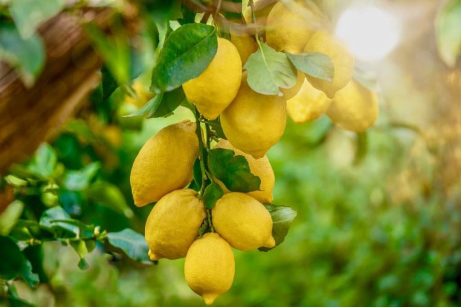 Limon ve Sarımsağın Mucizevi İttifakı!