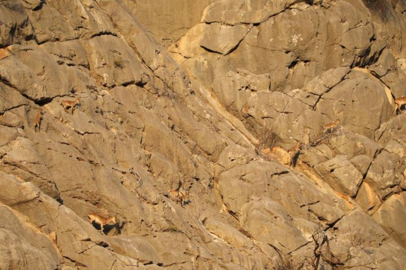 Koruma altındaki yaban keçileri Yazılı Kanyon