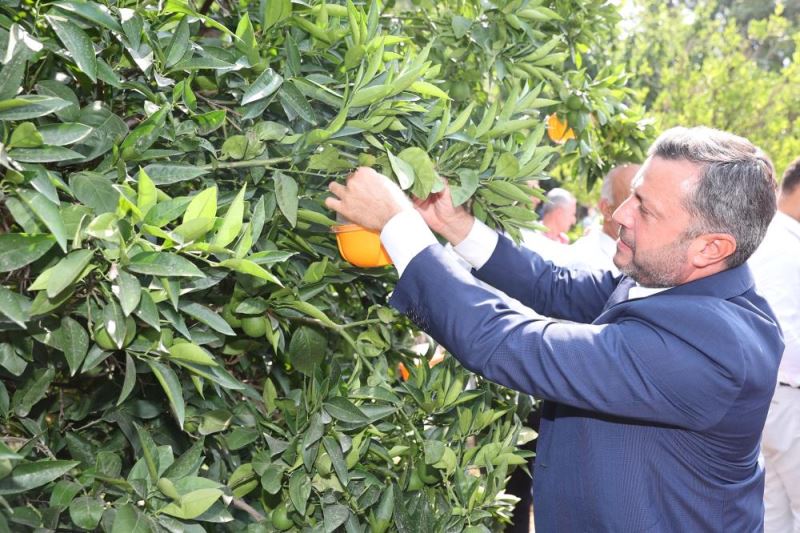 Yüreğir’de Akdeniz meyve sineğine karşı üreticilere tuzak dağıtımına başlandı