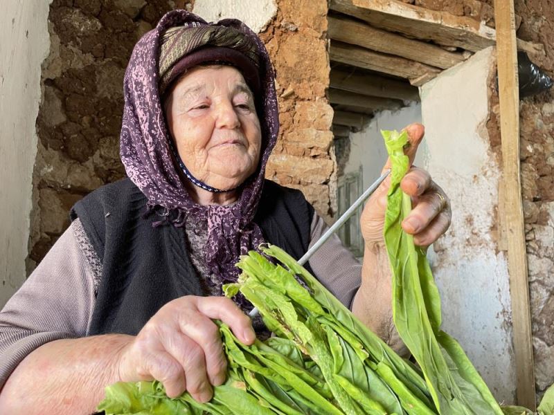 Hasadına başlanan Çelikhan tütününde 8 bin ton rekolte bekleniyor