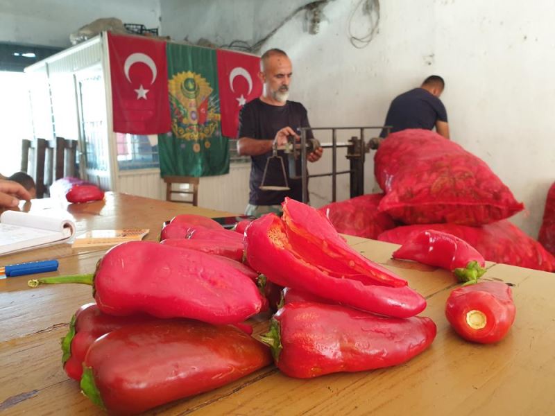 Çukurovalı kadınlar biber salçası mesaisinde