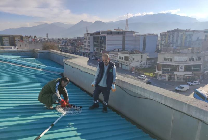 Belediyenin çatısında mahsur kalan kedi yavrusu kurtarıldı