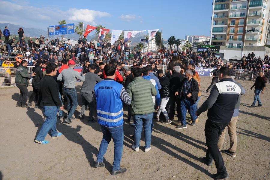 Develer güreşti, sahipleri kavga etti