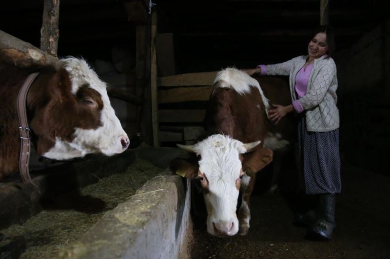 Kahramanmaraşlı genç kız, devlet desteğiyle büyükbaş hayvan yetiştiriyor