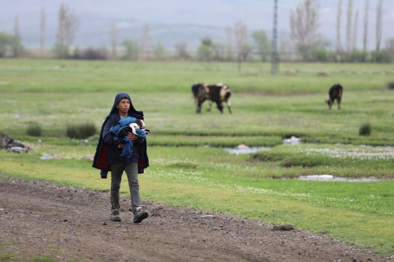 Kahramanmaraşlı 13 yaşındaki Şeref, merada doğan oğlakları montuna sarıp ahıra götürdü