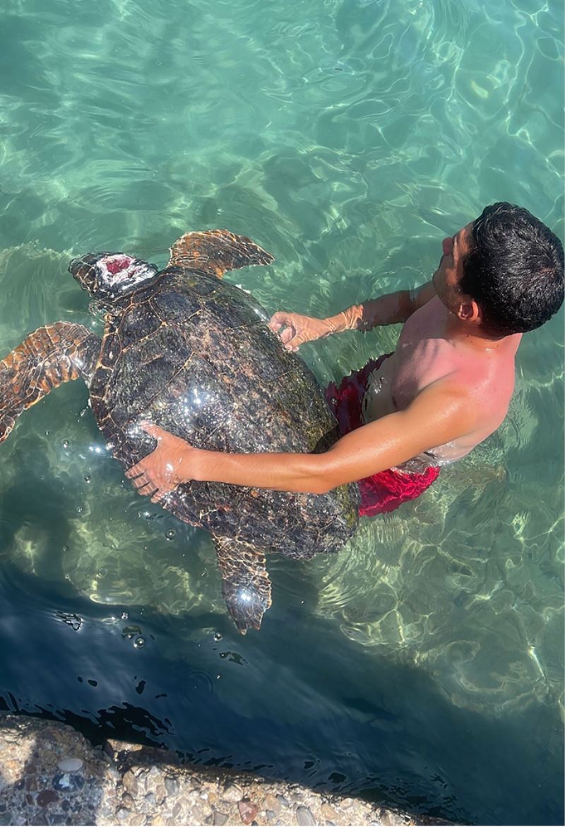 Deniz kıyısında yaralı bulunan caretta caretta tedavi ediliyor