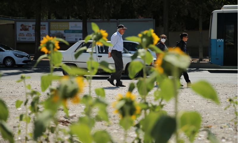 Depremde yıkılan kuruyemişçinin enkazında ayçiçekleri yeşerdi