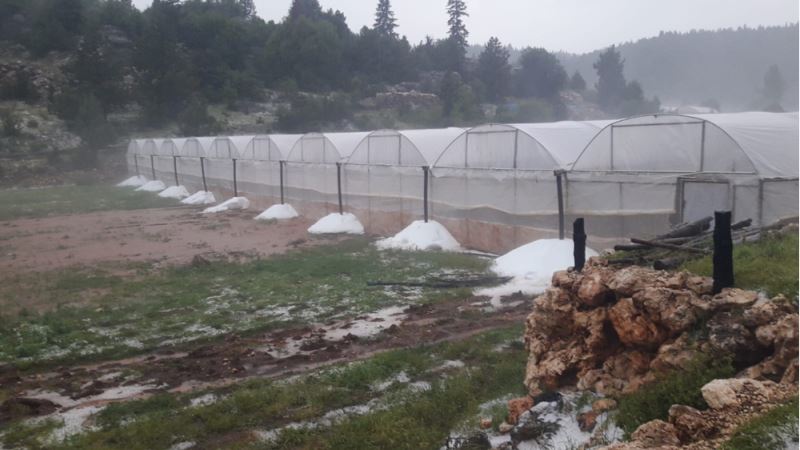 Sağanak tarım alanlarında hasara neden oldu 