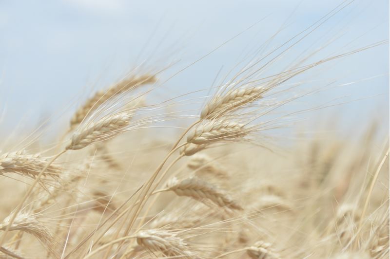 Arpa ve buğday hasadı başladı