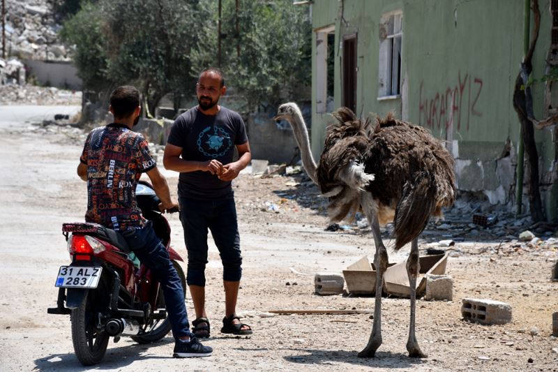Enkaza dönen mahallesinde depremden kurtarıp tedavi ettirdiği deve kuşlarına bakıyor