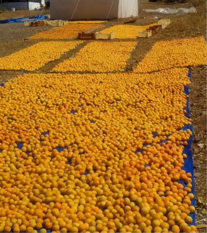 Kayısı hasadı başladı