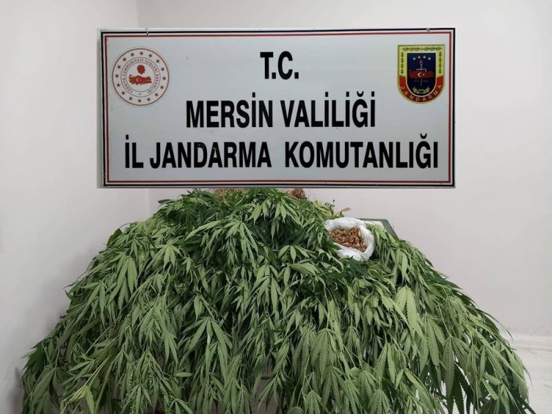 Evinin bahçesinde uyuşturucu yetiştiren zanlı yakalandı