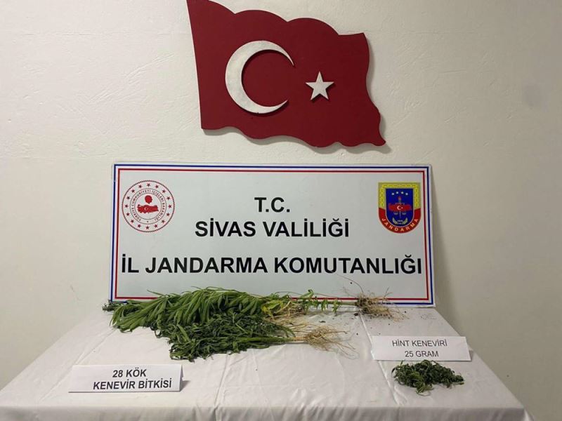 Yasa dışı kenevir üreten şüpheli gözaltına alındı 