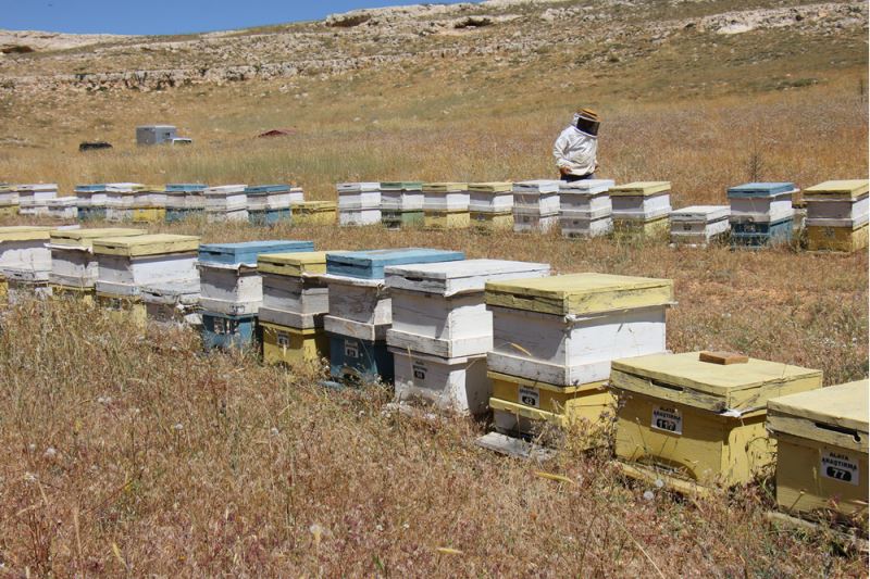 Yaylaya kurulan kovanlarda bal hasadı başladı 