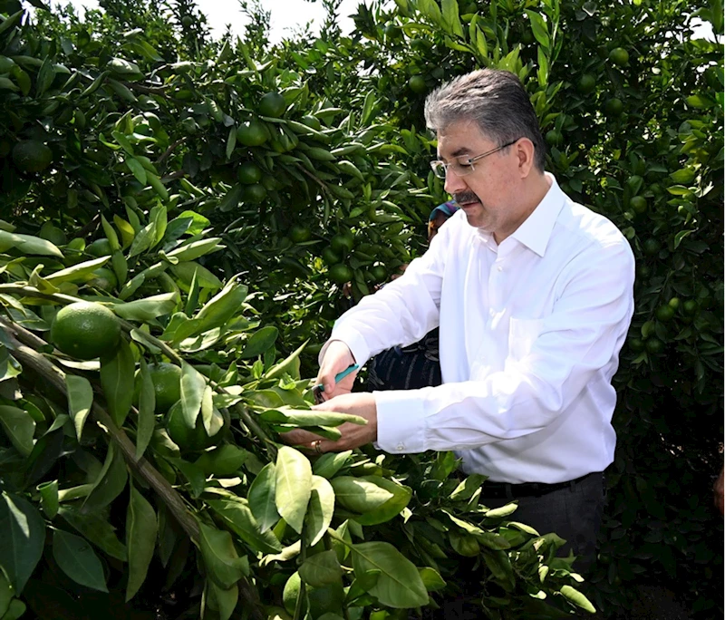 Erkenci mandalinanın hasadı başladı