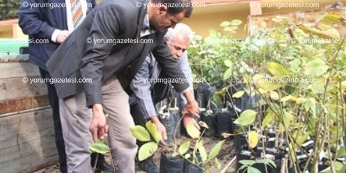 Kahramanmaraş`ta Cevize Yüzde 50 Hibe Desteği Sağlanıyor