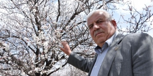 Elbistan`da kuru kayısıda rekolte beklentisi 