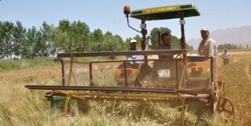 Yeşil Buğdayı `Firik Bulgur` Oluyor