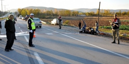 İneğe çarpan otomobilin sürücüsü yaralandı, inek telef oldu
