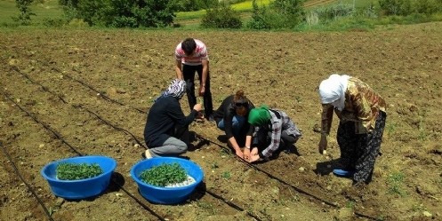 Kadın çiftçiler tarımsal yeniliklerle buluşuyor