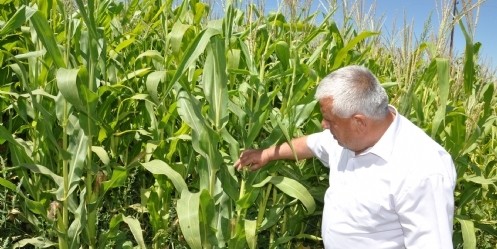 Mısır Üretimi Çiftçinin Yüzünü Güldürüyor
