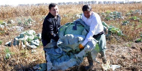 Lahana Hasadı, Üreticiyi Sevindirdi 