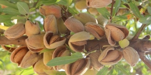 Organik Badem Hasat Tarla Günü Yapıldı