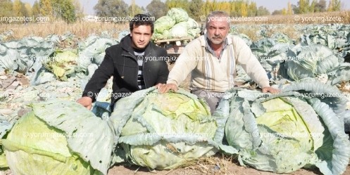 ``Dev lahanalar`` tarlada kaldı 