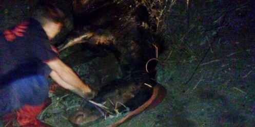 Sulama kanalına düşen at 3 gün sonra fark edildi
