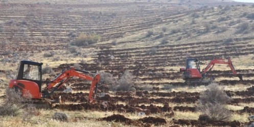 Şardağı, Orman için nakış nakış işleniyor
