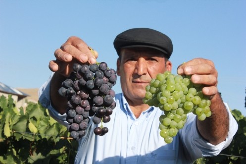 Bu Üzümler Ege`de Değil, Kahramanmaraş`ın Afşin İlçesinde!