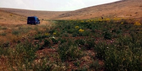 Elbistan`da uyuşturucu operasyonu 