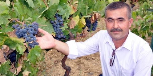 `Bağcılığı Geliştirme Projesi` meyvelerini vermeye başladı
