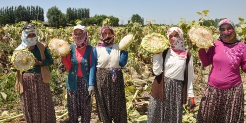 Ayçekirdeği hasadı umutlu başladı

