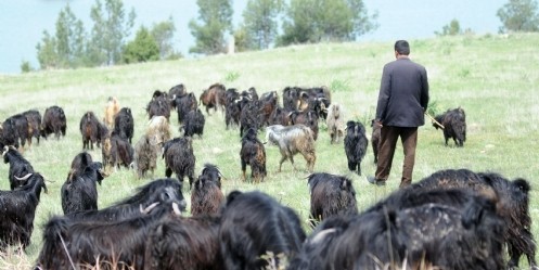 Çobanlara İstihdam Desteği, Yetiştircileri Umutlandırdı 