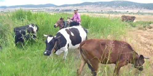 Akranları Tatile O Çobanlığa Gitti