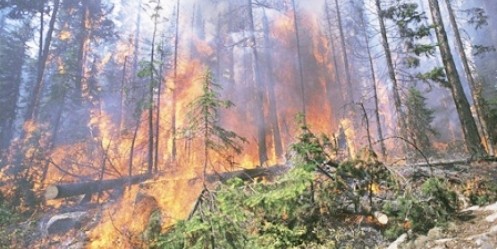 Ayşepınarı Köyünde Orman Yangını