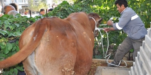Kurbanlık boğa öğretmenevine kaçtı