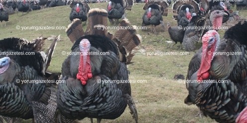 Hindi Yılbaşından Yılbaşına Hatırlanıyor