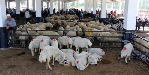 Göksun Hayvan Borsasında Kurban Hareketliliği Yaşanıyor