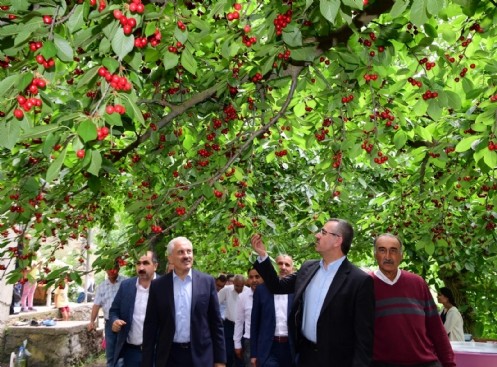 Başkan Güngör Kiraz Hasadına Katıldı