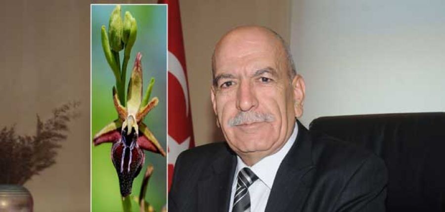 Dondurma şehrine ``Salep borsası`` kuruldu 
