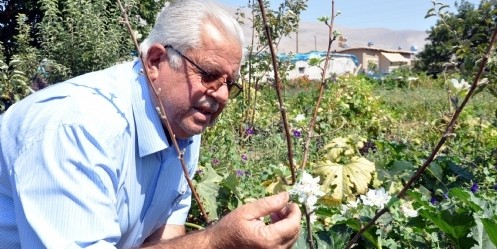 Elmalar Toplanmadan İkinci Çiçek Açtı 